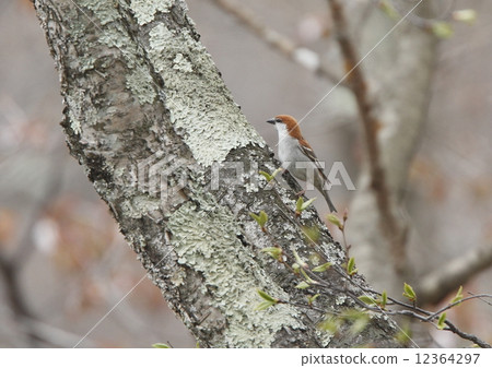 新的一年 12364297