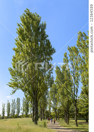 Poplar a tree 12364589
