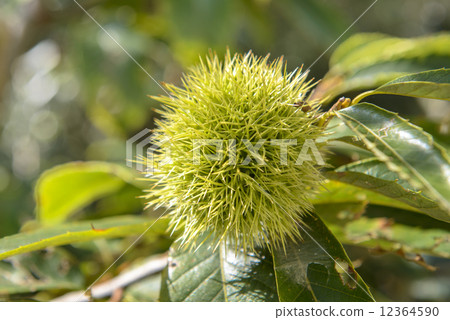 Saki chestnut 12364590