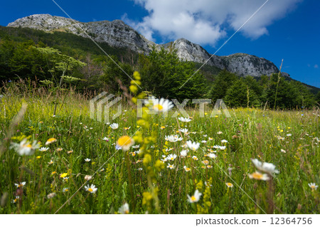 meadow with daisys at the foor of high mountain 12364756