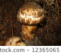 Natural Matsutake 12365065