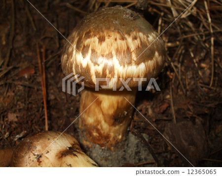 Natural Matsutake Natural Matsutake 12365065
