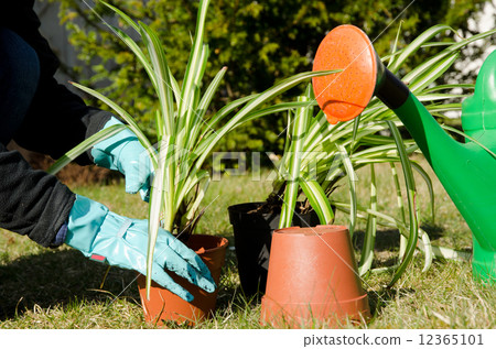 Fixing green flowers Fixing green flowers 12365101