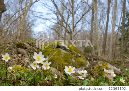 Springtime Springtime 12365102