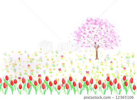 春天櫻花樹吉野雪松鬱金香4月花園領域花野花桃色可愛水彩紅色戶外天空副本空間盛開櫻花活動年度活動溫暖盛開多彩多彩風景背景 12365106