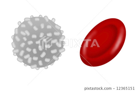 White blood cells and red blood cells 12365151
