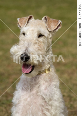 狐狸梗 12365190