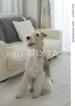 狐狸梗 狐狸梗 12365193