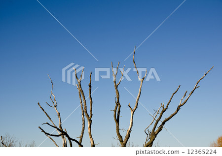 Dead oak Dead oak 12365224