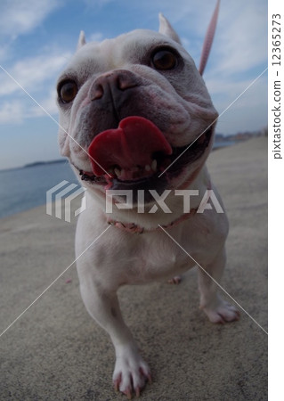 French bulldog French bulldog 12365273