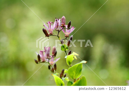 十月花Hototogisu尤里99 12365612