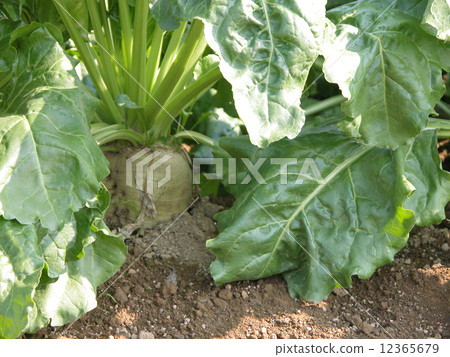 Sugar bean field 00 12365679