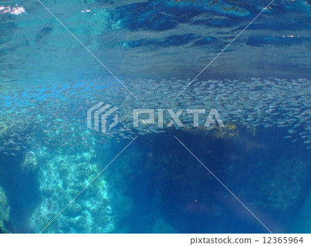 沖繩島克拉瑪群島國家公園海口國家地貌Kibinago 沖繩島克拉瑪群島國家公園海口國家地貌Kibinago 12365964