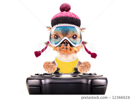 dog  dressed as skier play on game pad 12366028