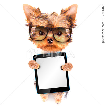 dog wearing a shades and holding tablet pc  12366073