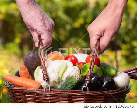 vegetable vegetable 12366170