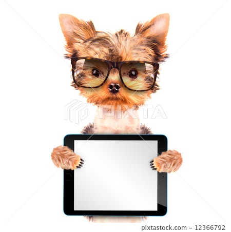 dog wearing a shades with tablet pc  12366792