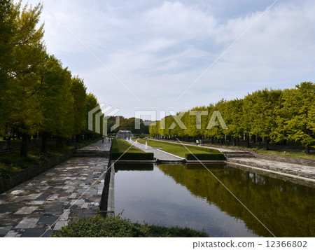 Showa Memorial Park's ginkgo Showa Memorial Park's ginkgo 12366802