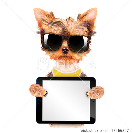 dog wearing a shades with tablet pc  12366807