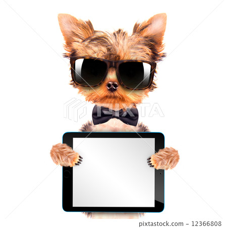dog wearing a neck bow with tablet pc  12366808