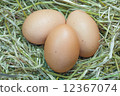 egg 12367074