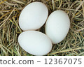 egg 12367075