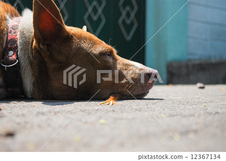 狗躺著 狗躺著 12367134