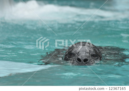 Goma seals Goma seals 12367165