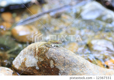Palawan Frogfrog Palawan Frogfrog 12367331