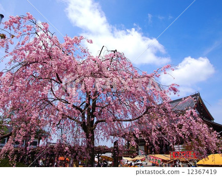 Cherry blossoms of Tokyo Nishiarai Daishi 12367419
