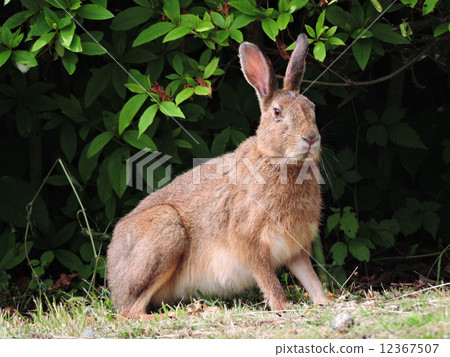 Hare Hare 12367507