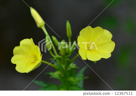 Affiliation 12367511