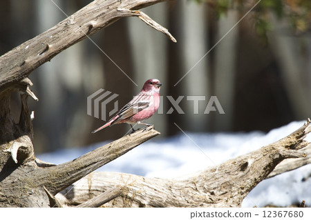 Freshwater fish Freshwater fish 12367680