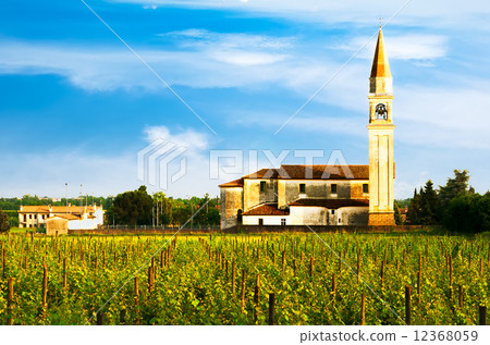 Vineyards row field with chirch 12368059