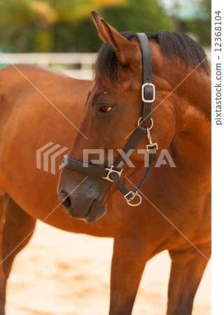 Horse close up 12368104