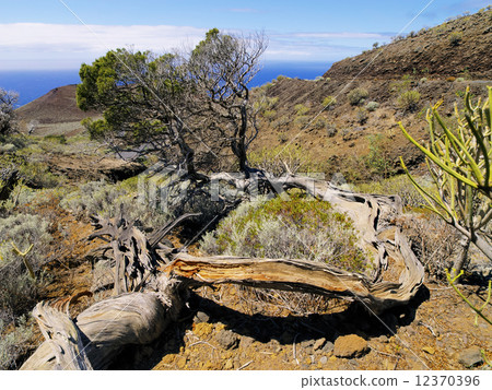 El Sabinar on Hierro 12370396