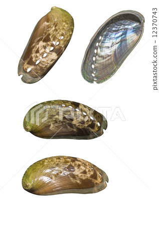 Seashell of the mimi gun 12370743