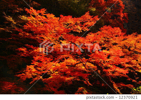 大格garo秋葉 12370921