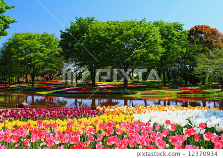 昭和紀念公園 昭和紀念公園 12370934