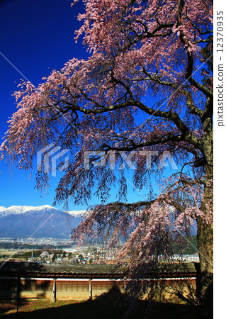 Weeping cherry blossoms at Sugiji Temple Weeping cherry blossoms at Sugiji Temple 12370935