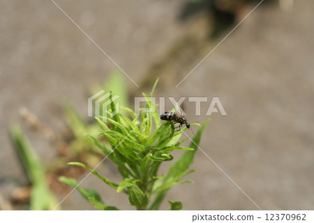 New Queen ~ a journey ~ 12370962