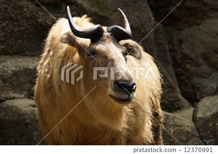 Golden Takin Golden Takin 12370991