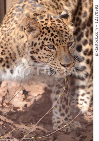 Amur leopard Amur leopard 12370992
