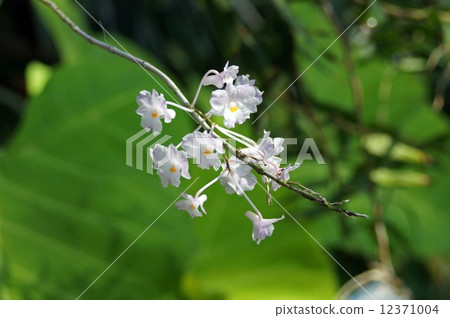 Dendrobium · Mutaville 12371004