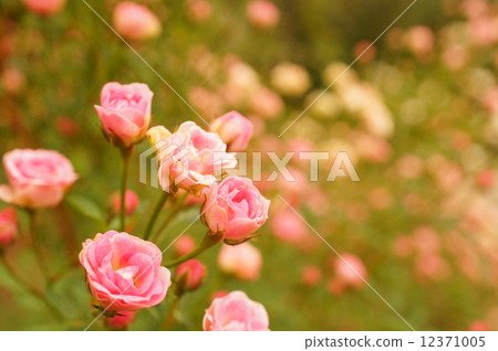 Miniature Miniature 12371005