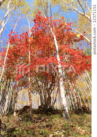 Fall of Mt. Mt. Shihatsu Forest Road 12371152