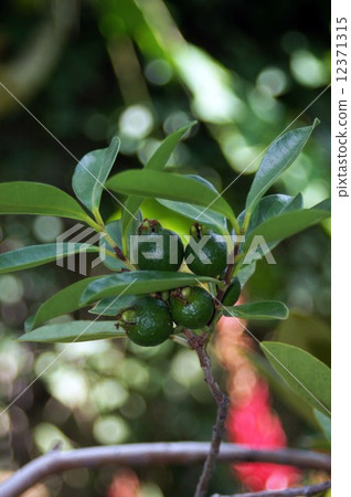 Bangelow Bangelow 12371315