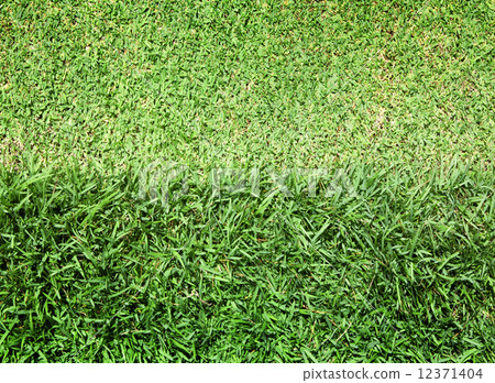 lawn 12371404