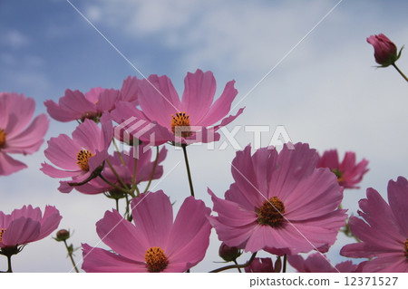 Autumn flowers 12371527