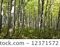 Beech forest 12371572